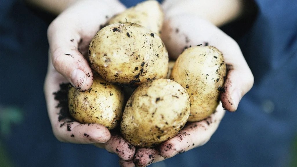 No More Potato Stink – Transform Your Home with Odor-Busters!